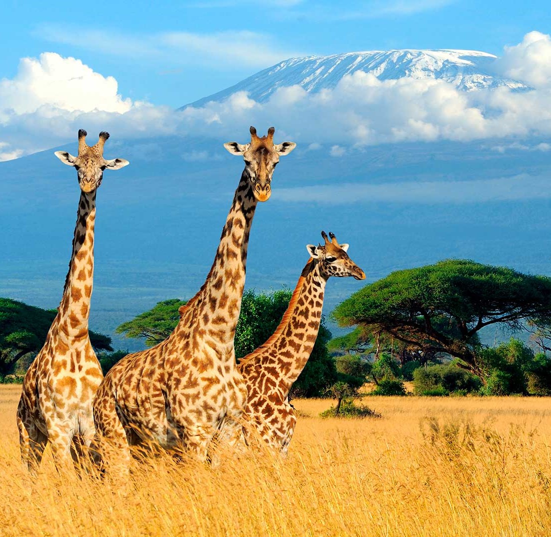 safari