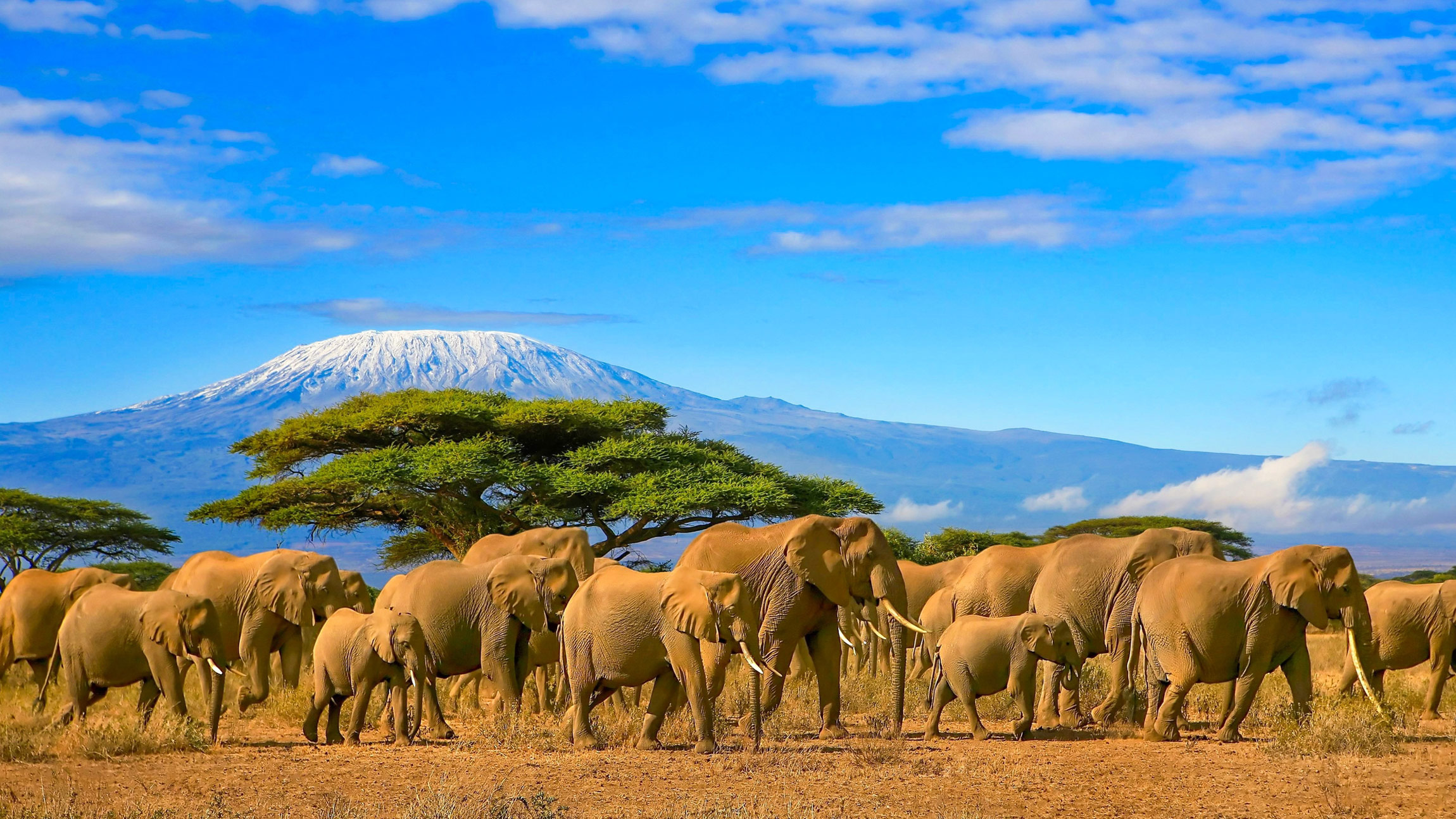 elefantes africa